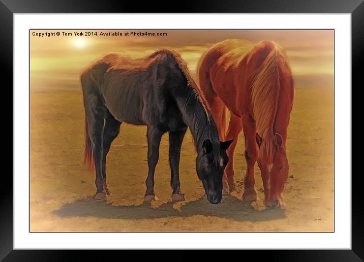 Horses In The Sunset Framed Mounted Print by Tom York