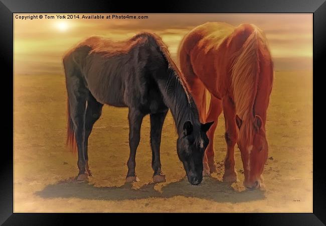 Horses In The Sunset Framed Print by Tom York