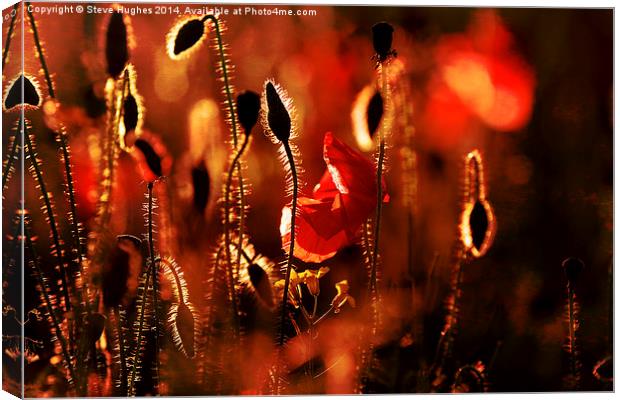 Warm textured Poppies Canvas Print by Steve Hughes