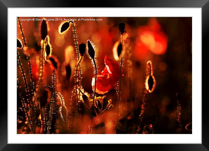 Warm textured Poppies Framed Mounted Print by Steve Hughes