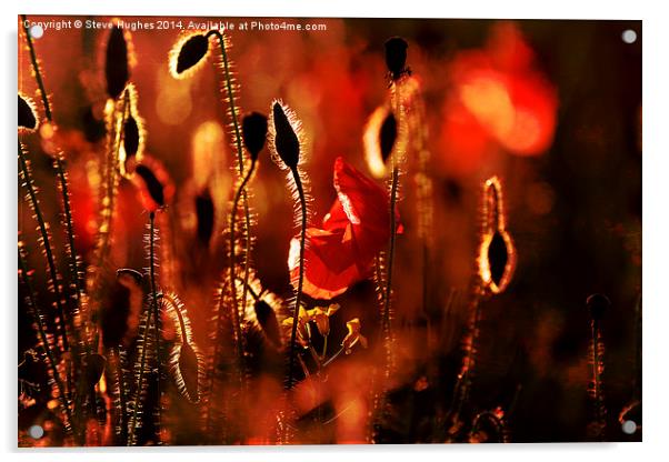Warm textured Poppies Acrylic by Steve Hughes