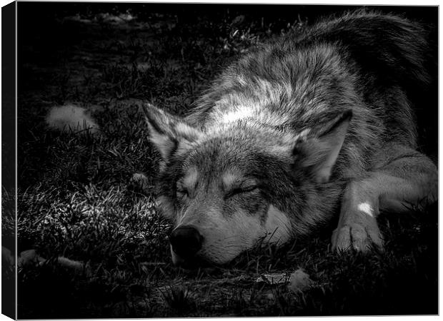 Wolf Dog Resting Alberta Canada Canvas Print by Chris Curry