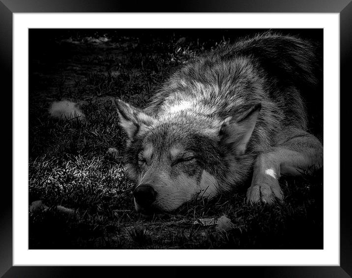 Wolf Dog Resting Alberta Canada Framed Mounted Print by Chris Curry