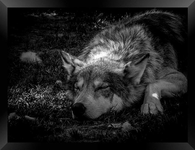 Wolf Dog Resting Alberta Canada Framed Print by Chris Curry