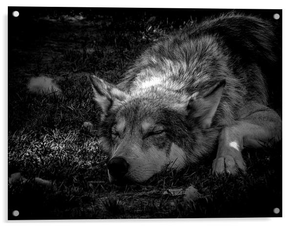 Wolf Dog Resting Alberta Canada Acrylic by Chris Curry