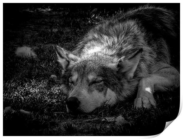 Wolf Dog Resting Alberta Canada Print by Chris Curry