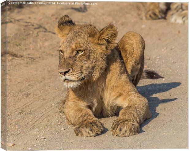 Kruger National Park - Lion Cub Canvas Print by colin chalkley