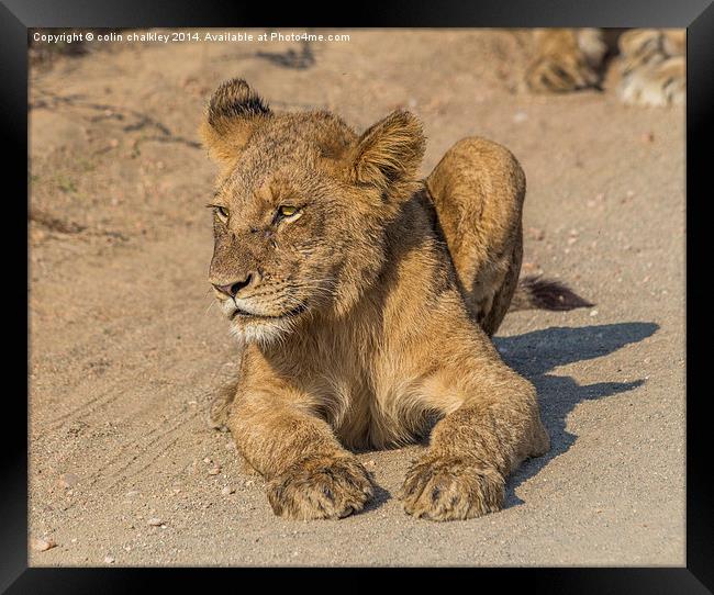 Kruger National Park - Lion Cub Framed Print by colin chalkley