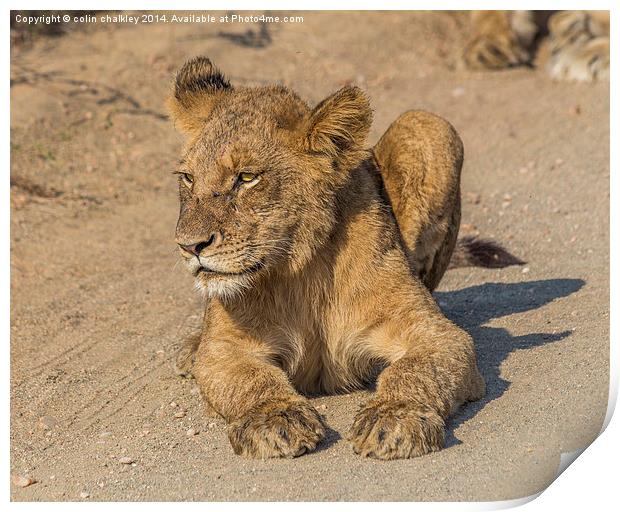 Kruger National Park - Lion Cub Print by colin chalkley