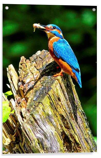 kingfisher Acrylic by nick wastie