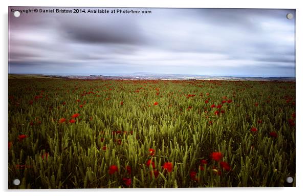 Weymouth Poppies Acrylic by Daniel Bristow