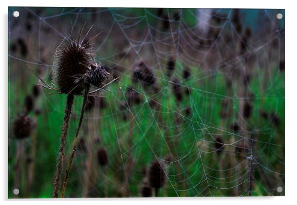 Webs and Teasel Acrylic by Rebecca Hansen