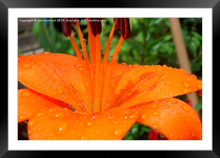 Natures Details Framed Mounted Print by Lou Kennard