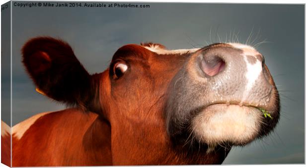 Nosey Cow Canvas Print by Mike Janik