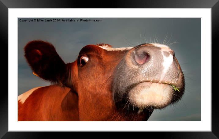 Nosey Cow Framed Mounted Print by Mike Janik