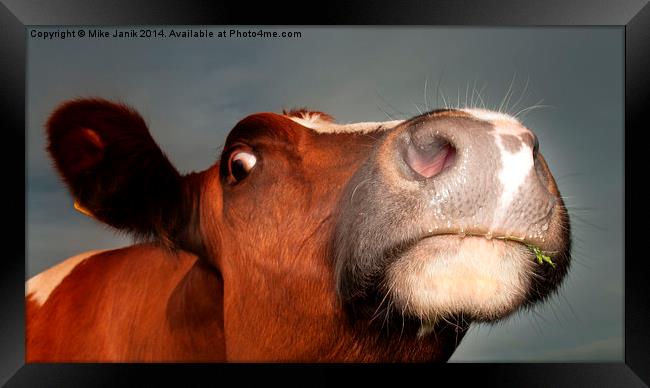 Nosey Cow Framed Print by Mike Janik