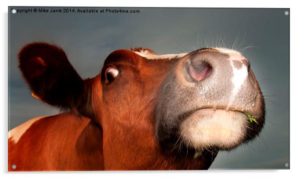 Nosey Cow Acrylic by Mike Janik