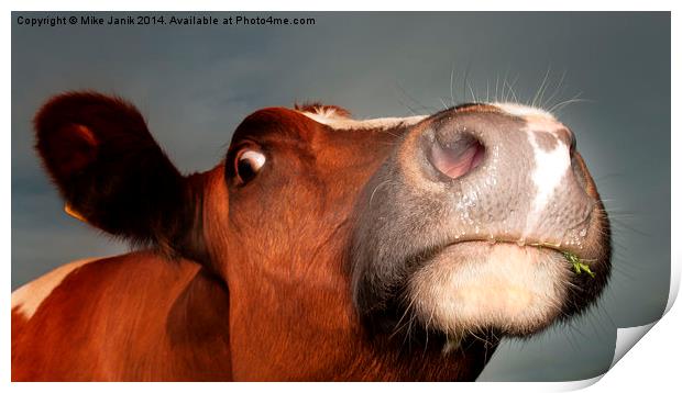 Nosey Cow Print by Mike Janik