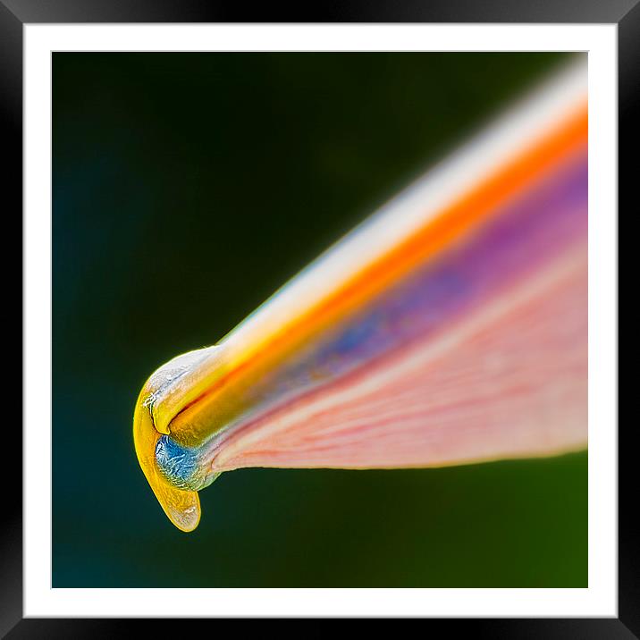 Abstract pelican Bill macro Framed Mounted Print by James Bennett (MBK W