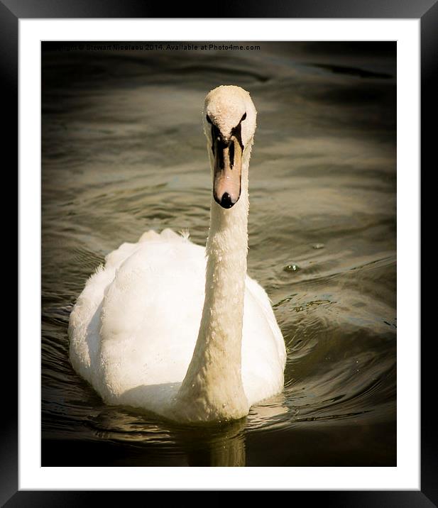 The Swan at Leybourne Lakes Framed Mounted Print by Stewart Nicolaou