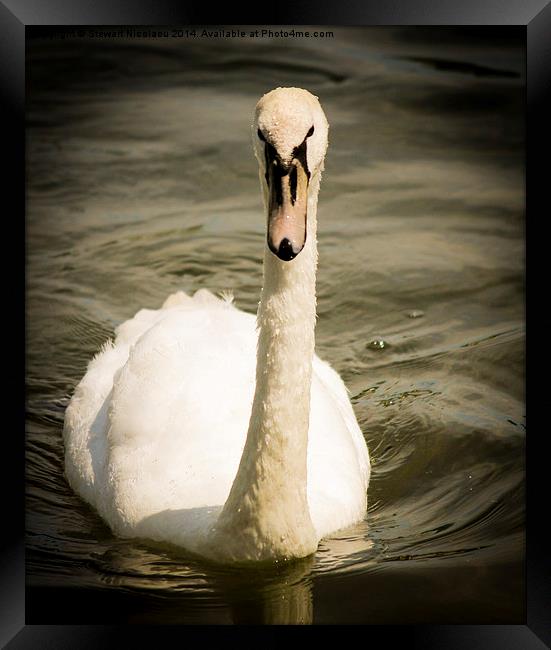 The Swan at Leybourne Lakes Framed Print by Stewart Nicolaou