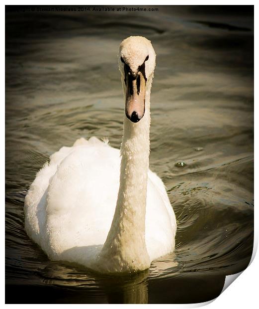 The Swan at Leybourne Lakes Print by Stewart Nicolaou