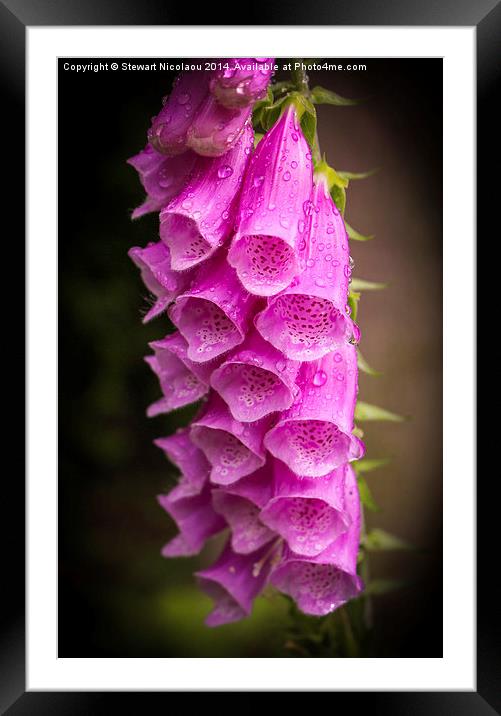 Foxgloves at Virginia Water Framed Mounted Print by Stewart Nicolaou