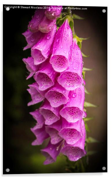 Foxgloves at Virginia Water Acrylic by Stewart Nicolaou