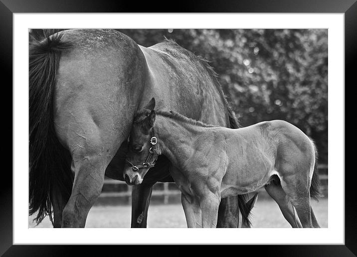 Mare and Foal Framed Mounted Print by Sally Lloyd