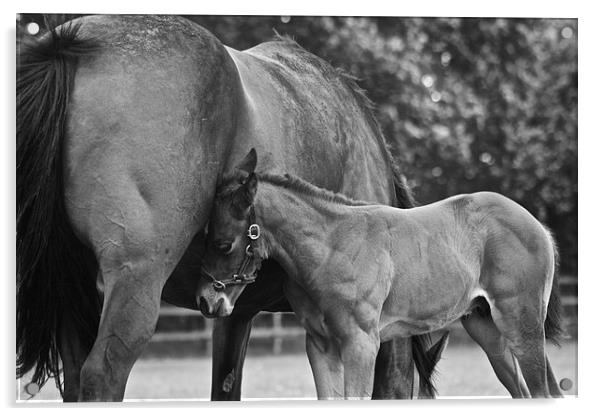 Mare and Foal Acrylic by Sally Lloyd