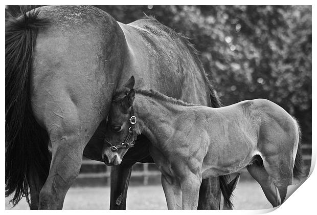 Mare and Foal Print by Sally Lloyd