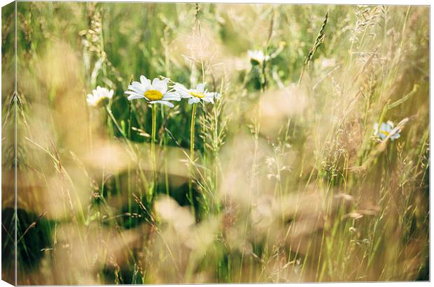 Oxeye Daisy among wild grasses. Canvas Print by Liam Grant