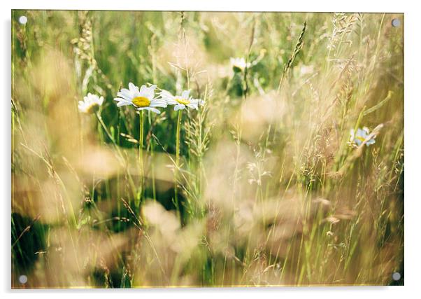 Oxeye Daisy among wild grasses. Acrylic by Liam Grant