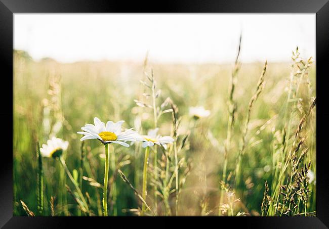 Oxeye Daisy among wild grasses. Framed Print by Liam Grant