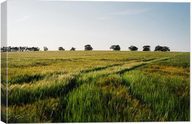 Barley field with trees on the horizon. Canvas Print by Liam Grant