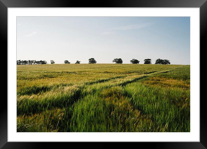 Barley field with trees on the horizon. Framed Mounted Print by Liam Grant