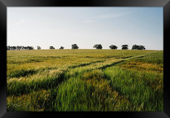 Barley field with trees on the horizon. Framed Print by Liam Grant