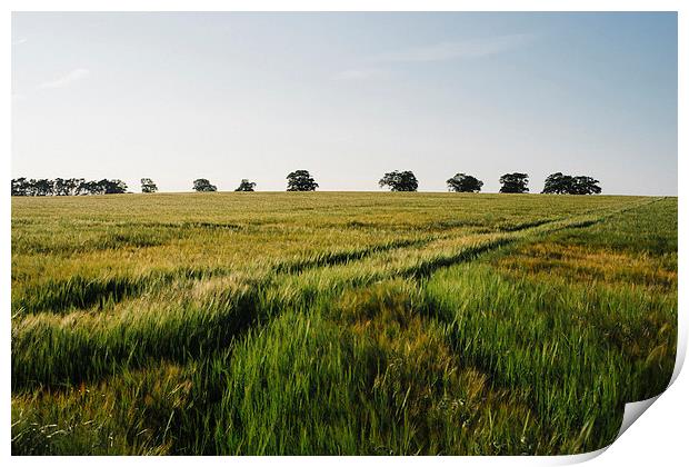 Barley field with trees on the horizon. Print by Liam Grant