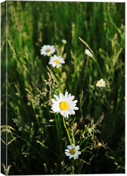 Oxeye Daisy among wild grasses. Canvas Print by Liam Grant