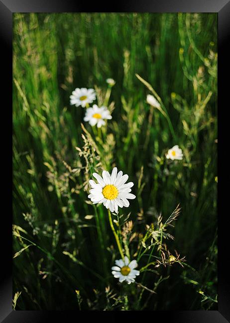 Oxeye Daisy among wild grasses. Framed Print by Liam Grant