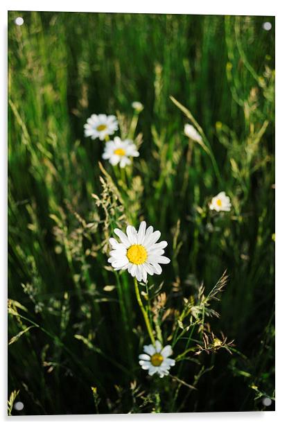 Oxeye Daisy among wild grasses. Acrylic by Liam Grant
