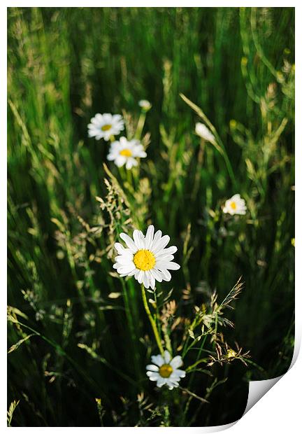 Oxeye Daisy among wild grasses. Print by Liam Grant