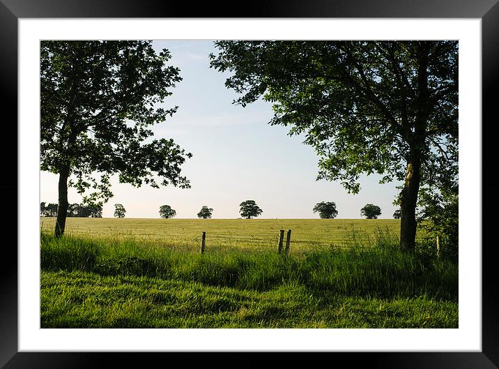 Barley field with trees on the horizon. Framed Mounted Print by Liam Grant