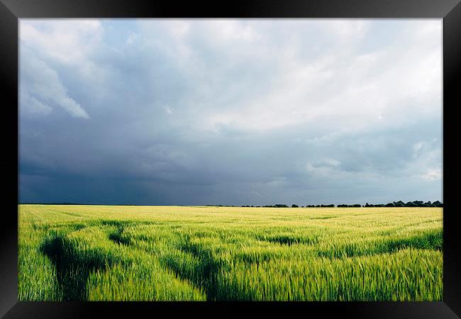 Field of barley against a stormy evening sky. Framed Print by Liam Grant
