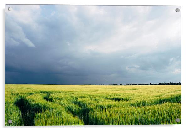 Field of barley against a stormy evening sky. Acrylic by Liam Grant