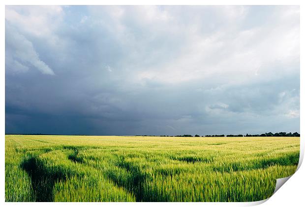 Field of barley against a stormy evening sky. Print by Liam Grant