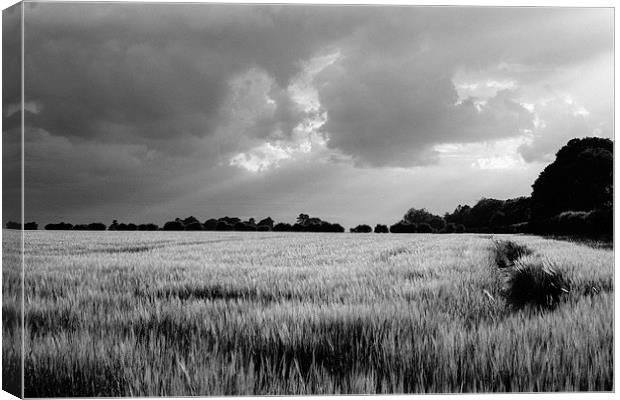 Field of barley against a stormy evening sky. Canvas Print by Liam Grant