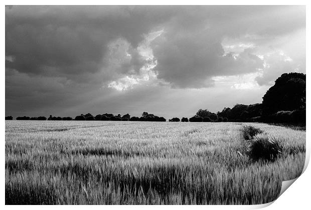 Field of barley against a stormy evening sky. Print by Liam Grant