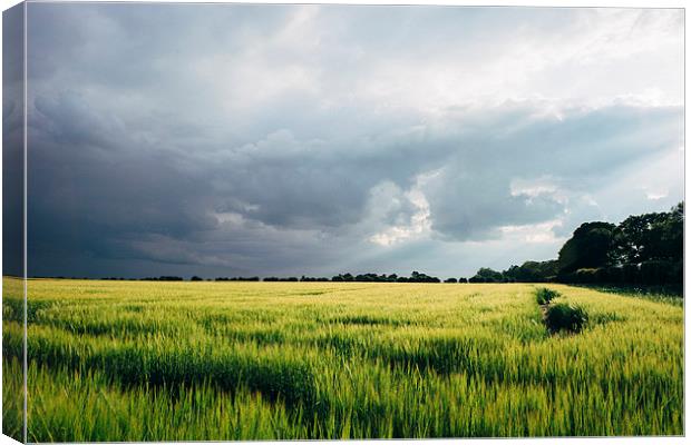 Field of barley against a stormy evening sky. Canvas Print by Liam Grant