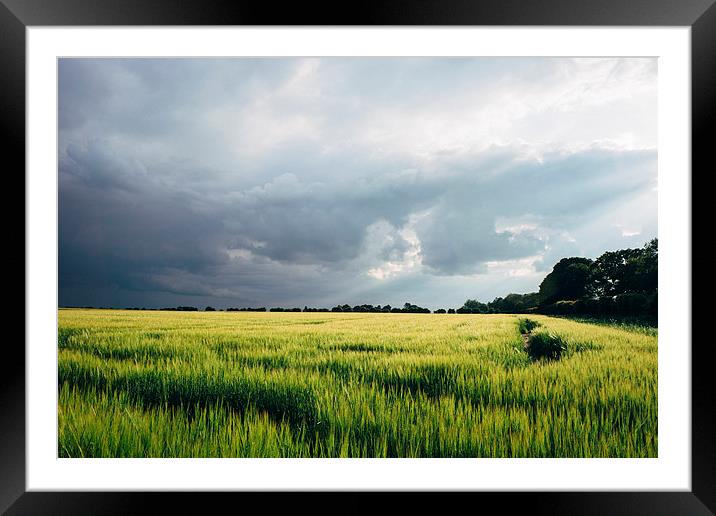 Field of barley against a stormy evening sky. Framed Mounted Print by Liam Grant